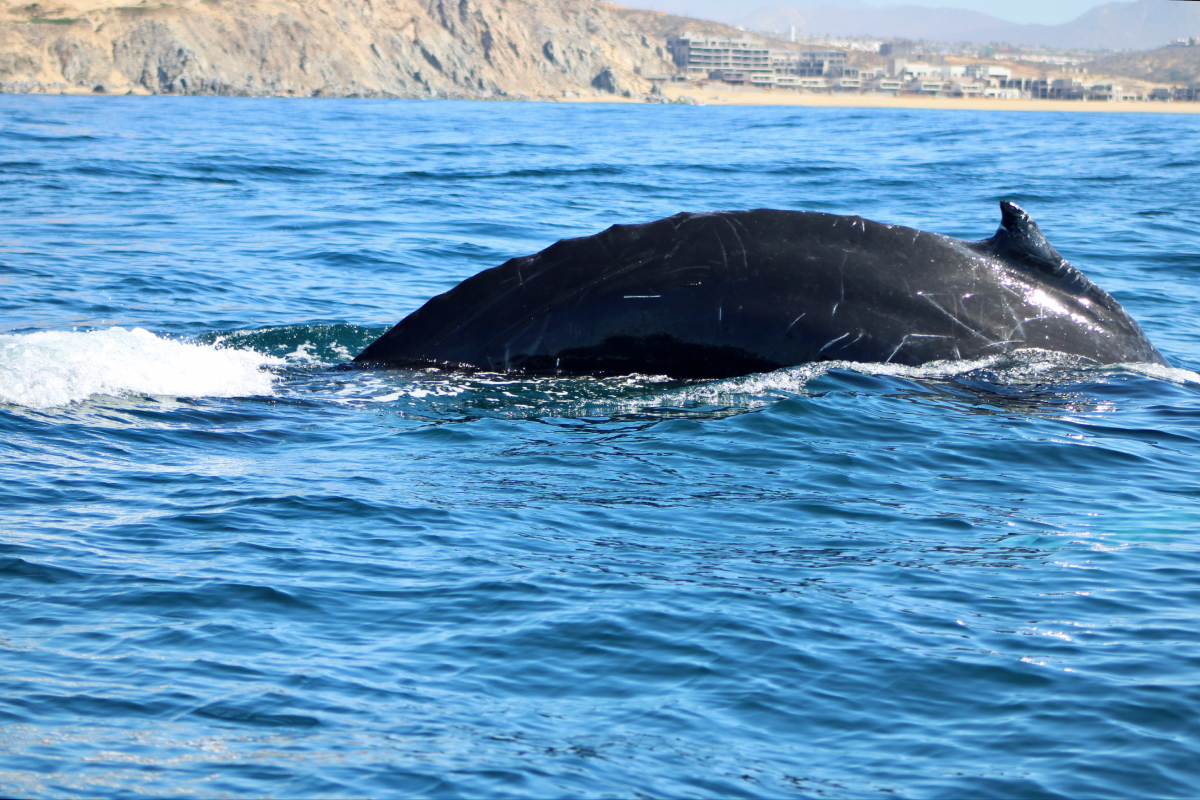Whale Watching