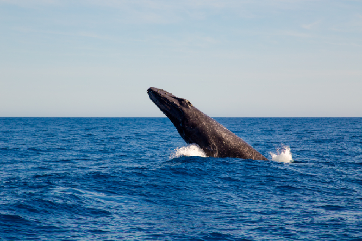 Whale watching